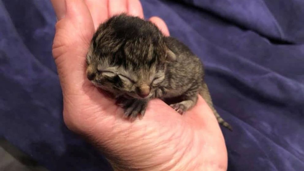 El gato había nacido el último 20 de mayo en una granja de Oregon y falleció tres días después.