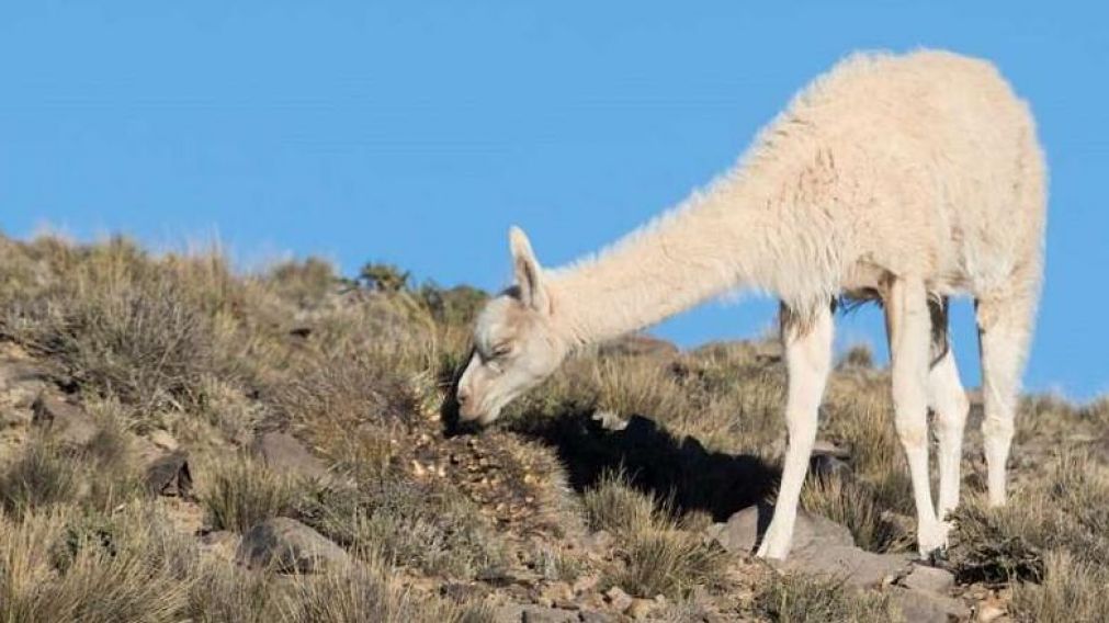 El guanaco albino, en la Reserva Natural de Villavicencio, en la provincia de Mendoza.