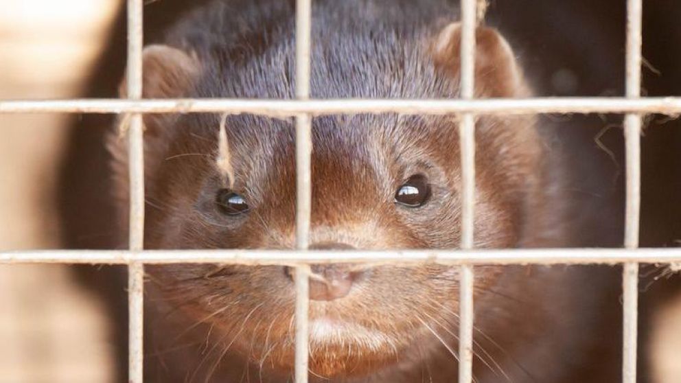 Un científico holandés Arjan Stegeman, que investiga el contagio de visones en granjas de Holanda.