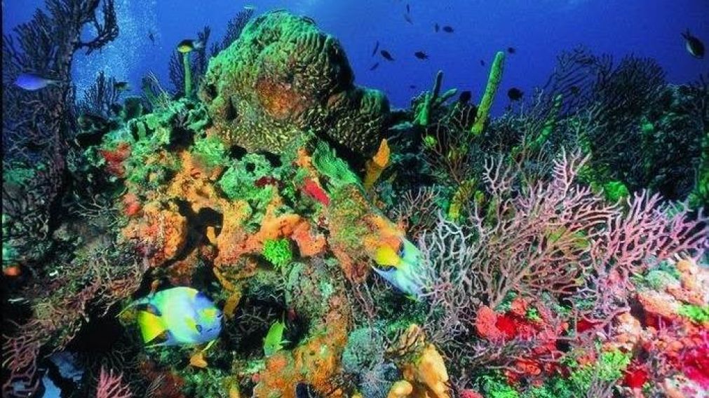 Este viernes 22 de mayo se celebra el D�a Internacional de la Diversidad Biol�gica.