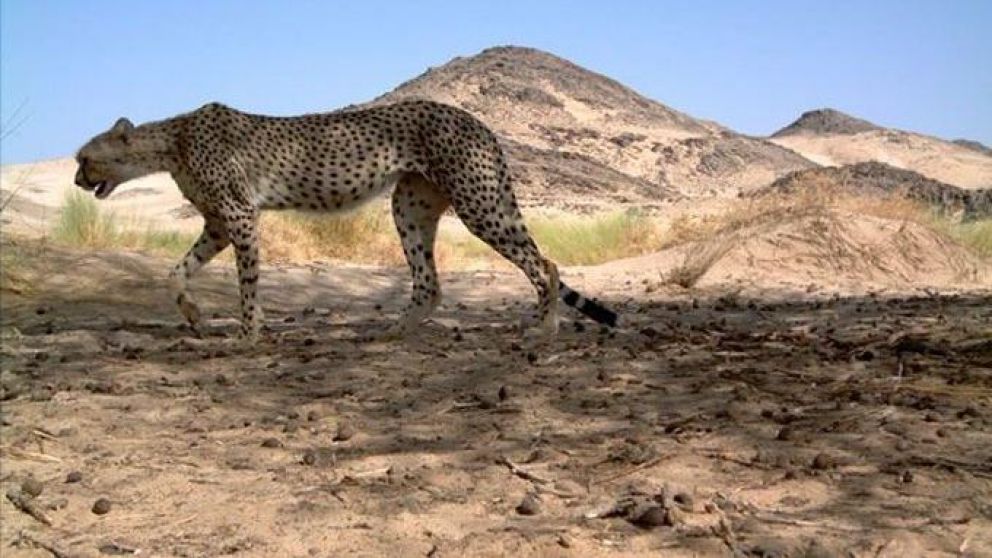 El animal se dejó ver en una extensa zona montañosa del país africano.