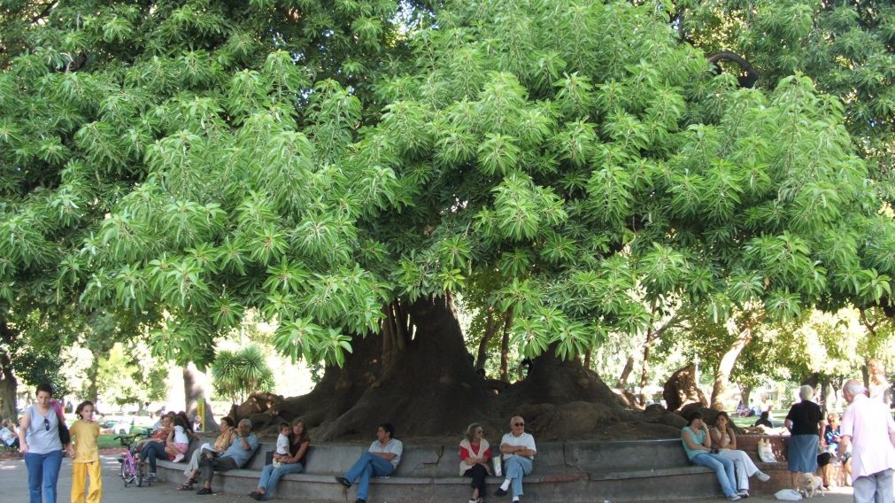 Según diversas personas, "la negra planchadora" aparecía en el ombú del parque.