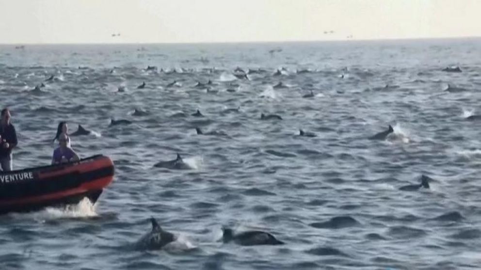 Así 1000 delfines rodearon a un barco en California. (Captura de video)