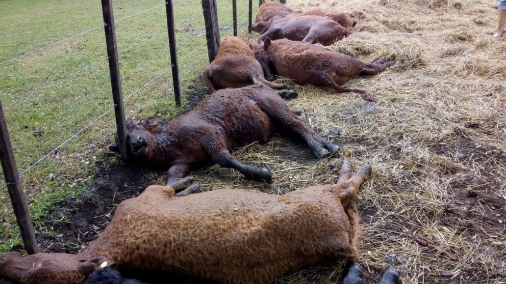 Los terneros muertos tras el rayo. (Gentileza: Oh Laprida)