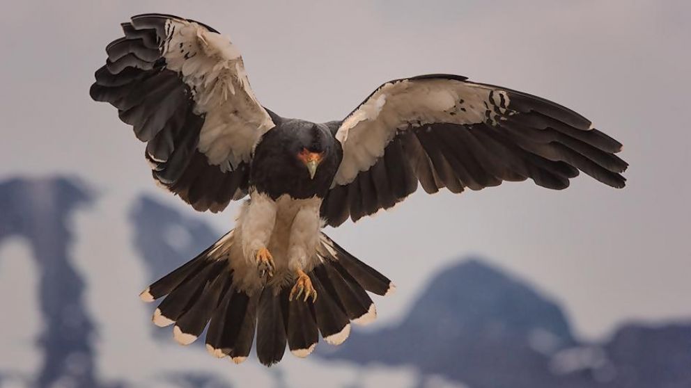 El carancho es un ave de presa que esta colonizando las ciudades y barrios por distintos motivos (imagen ilustrativa).