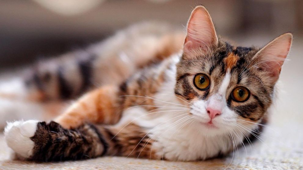 Pese a su tierna mirada, según un estudio los gatos son depredadores natos (Imagen ilustrativa).