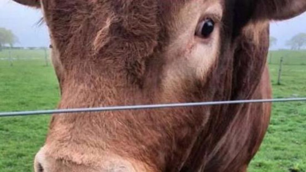 El toro Ron se salvó de milagro de morir electrocutado (Facebook).