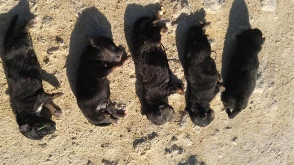 Un hombre mató a cinco perritos recién nacidos por tirarlos en varias ocasiones al piso.