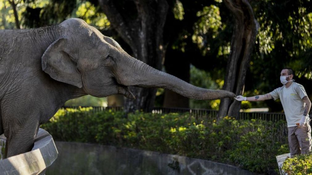Desde 1995 la elefanta "Mara" habitaba en el Ecoparque porteño.