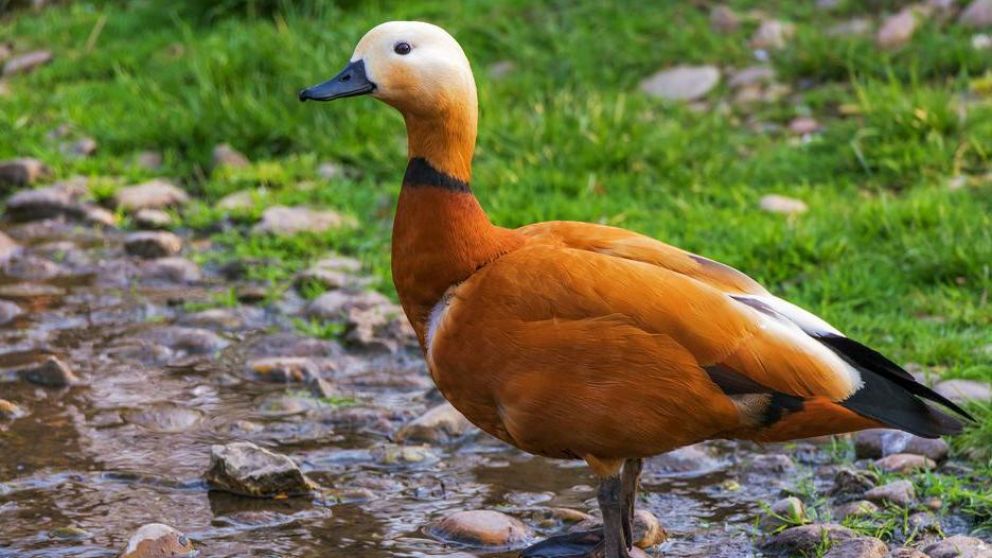 Los patos, nueva temática del Challenge (Imagen ilustrativa).