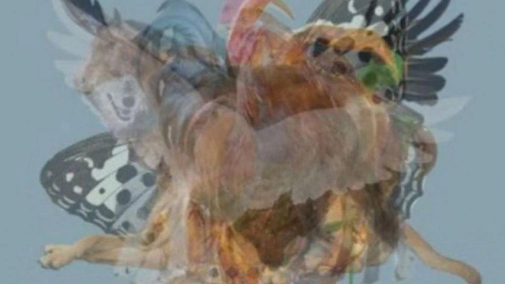 �Qu� animal ves?