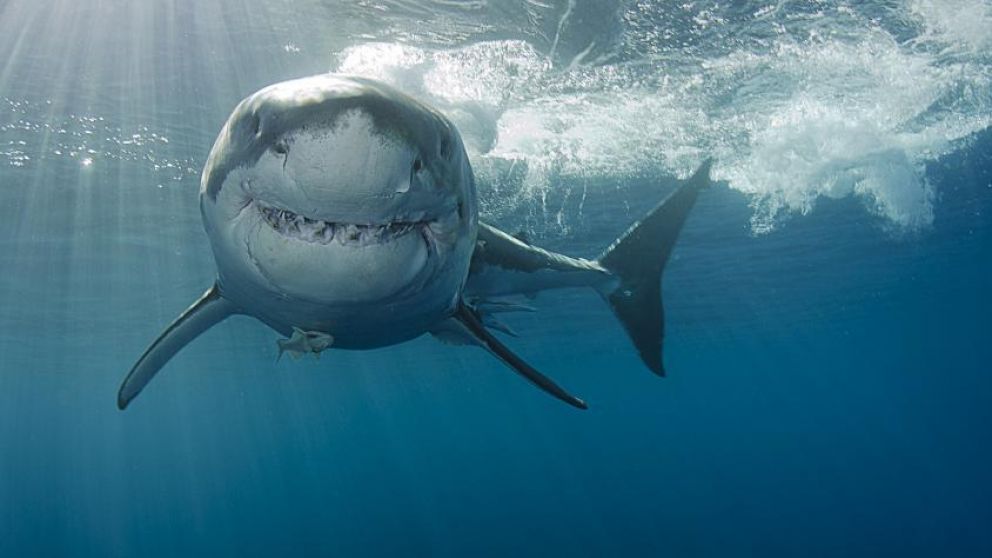 Sufrió leves heridas en una pierna. (Foto: Istock)