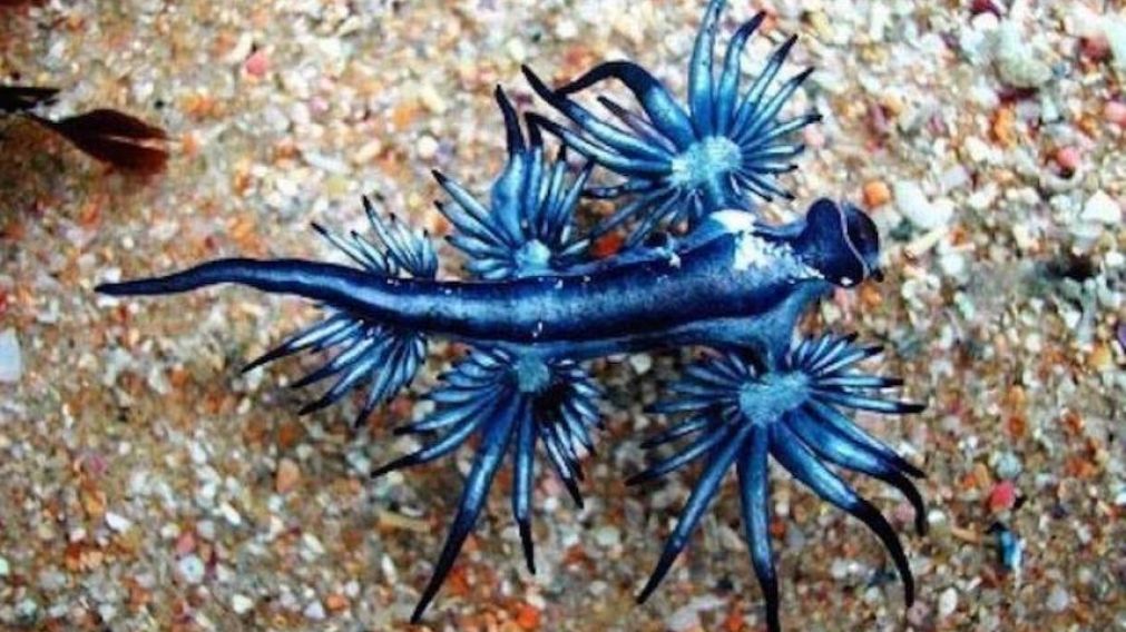 Los dragones azules o glaucus atlanticus son unas babosas de mar (imagen ilustrativa).