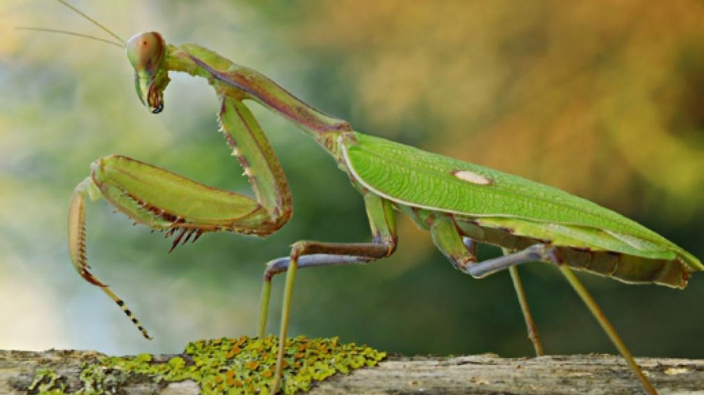 Un ejemplar del inesperado depredador (Imagen ilustrativa).