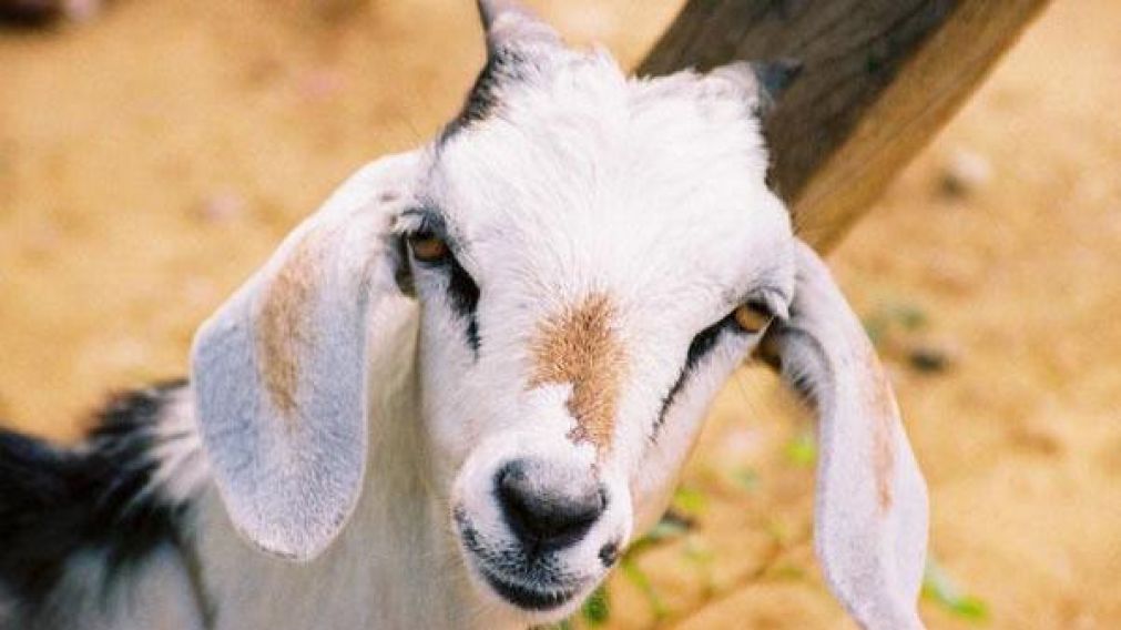 La discusión por un cabrito en Salta terminó el homicidio (Imagen ilustrativa).