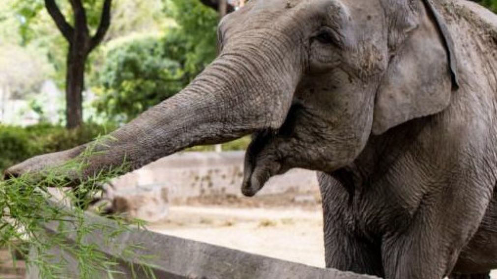 Su última foto en el ex Zoo de Palermo. El paquidermo viaja bajo estricto protocolo.