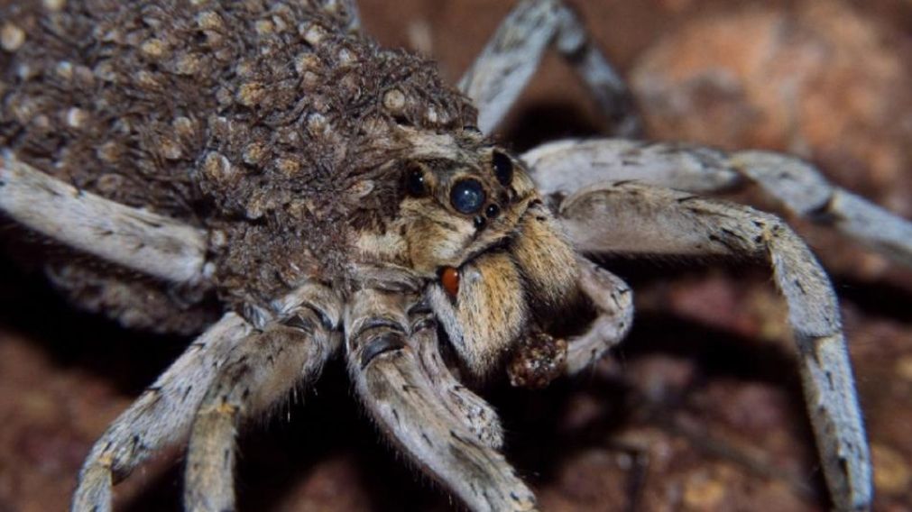 Se trata del arachnido conocido como “lobo del Ártico”.