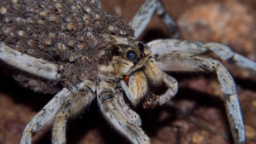Se trata del arachnido conocido como “lobo del Ártico”.