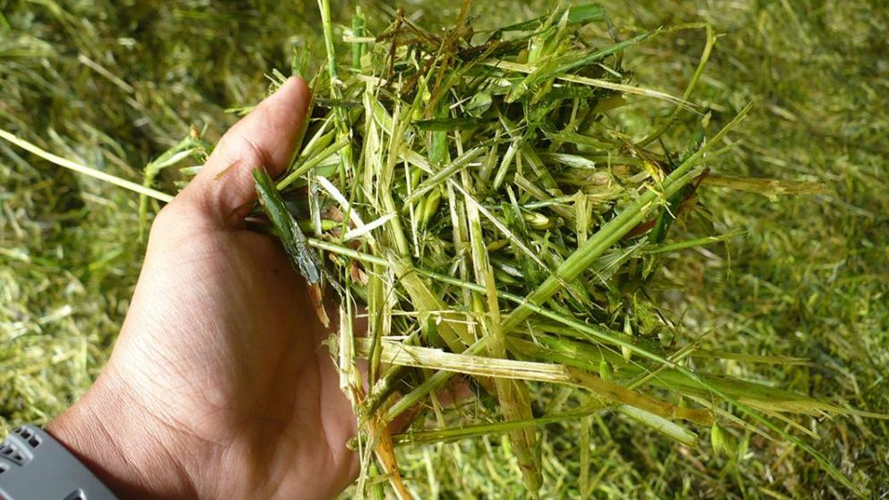 Fue a comprar marihuana, le dieron pasto seco y sus amigos lo secuestraron para recuperar la plata. (Imagen ilustrativa)