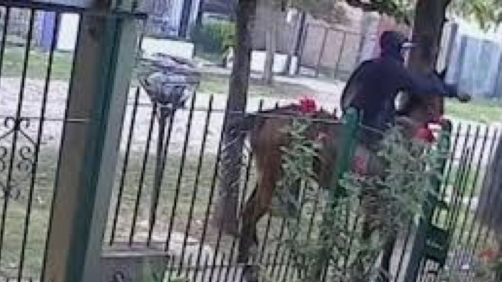 En caballo y con barbijo, baleó a un hombre