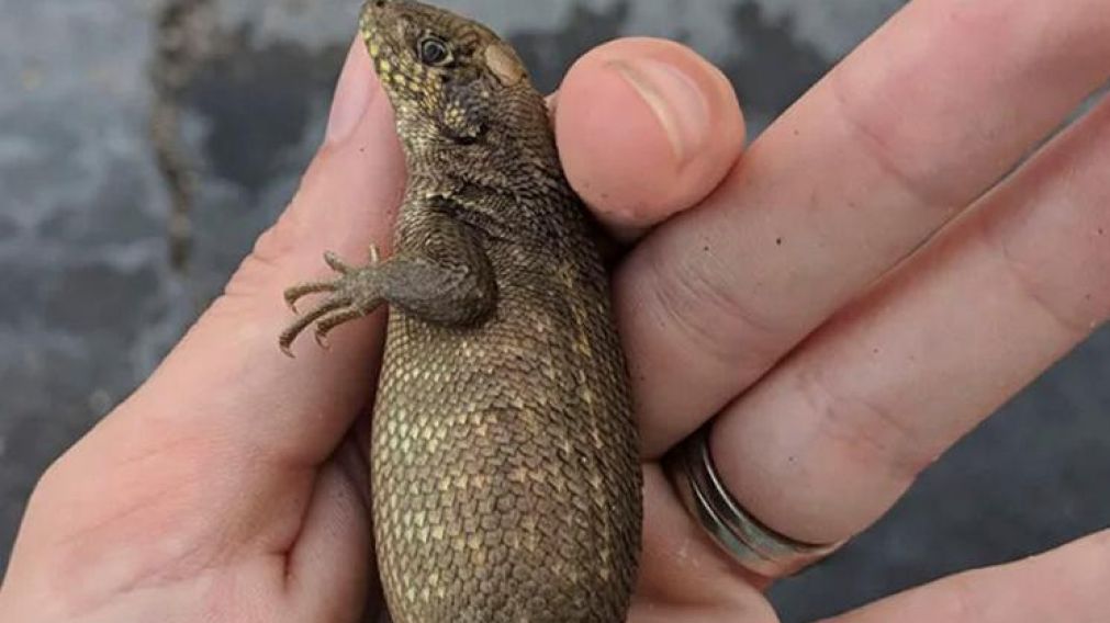 Sacrifican a lagartija con el peor caso de estreñimiento jamás registrado en un animal.