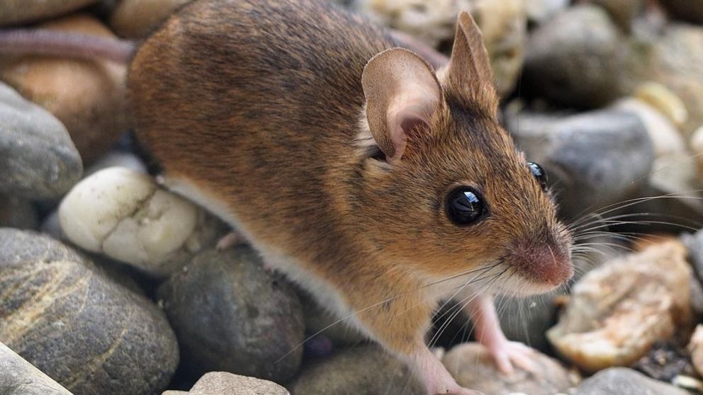 Un ratón protagonizó un viral que revolucionó las redes sociales.