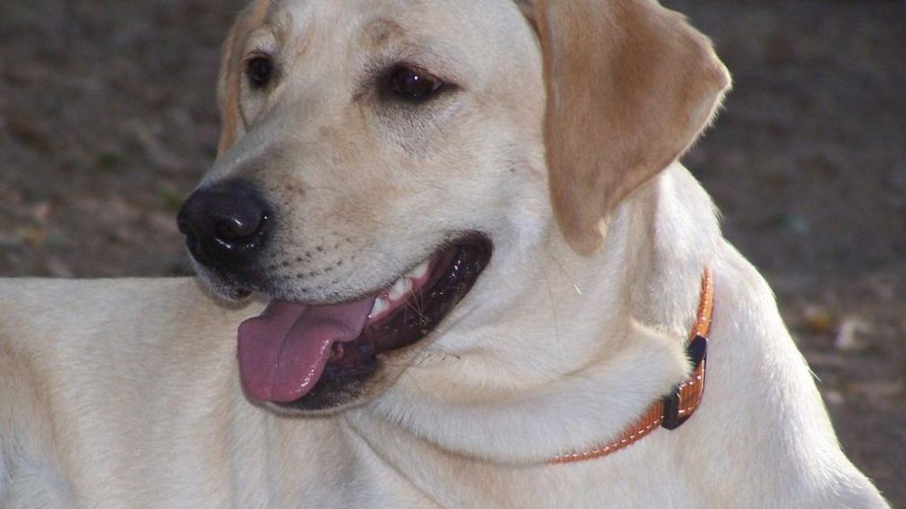 El labrador mostr� sus habilidades en las redes. 