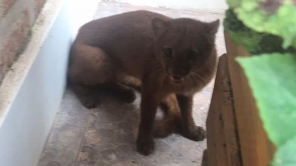 El animal fue visto a plena luz del día.