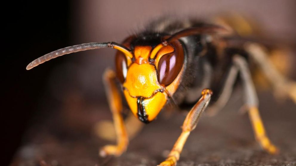 La insecto podría extinguir a una especie entera.