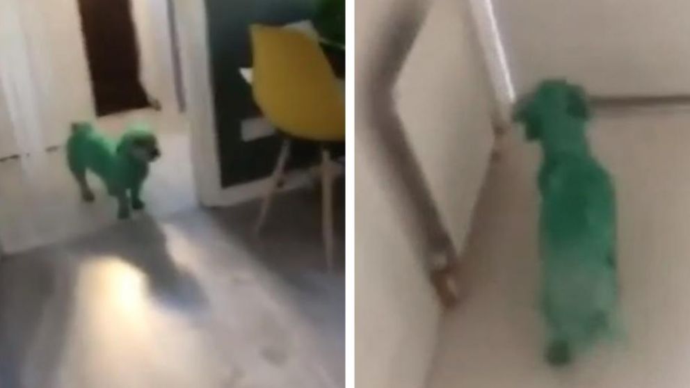 Piba pintó a su perro de verde, subió el video a las redes y la "mataron". (Captura video)