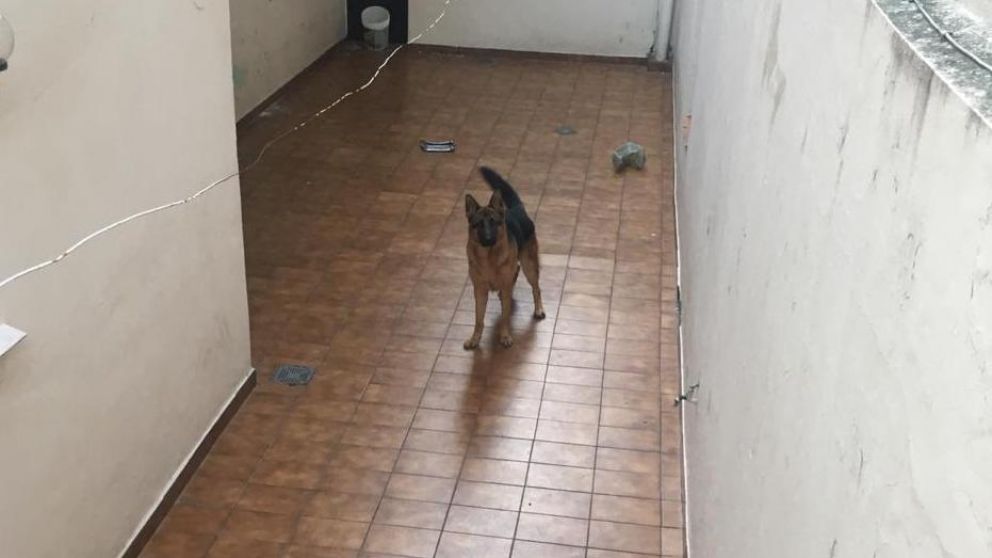 Perro abandonado en una casa de Villa Urquiza no come desde el inicio de la cuarentena.