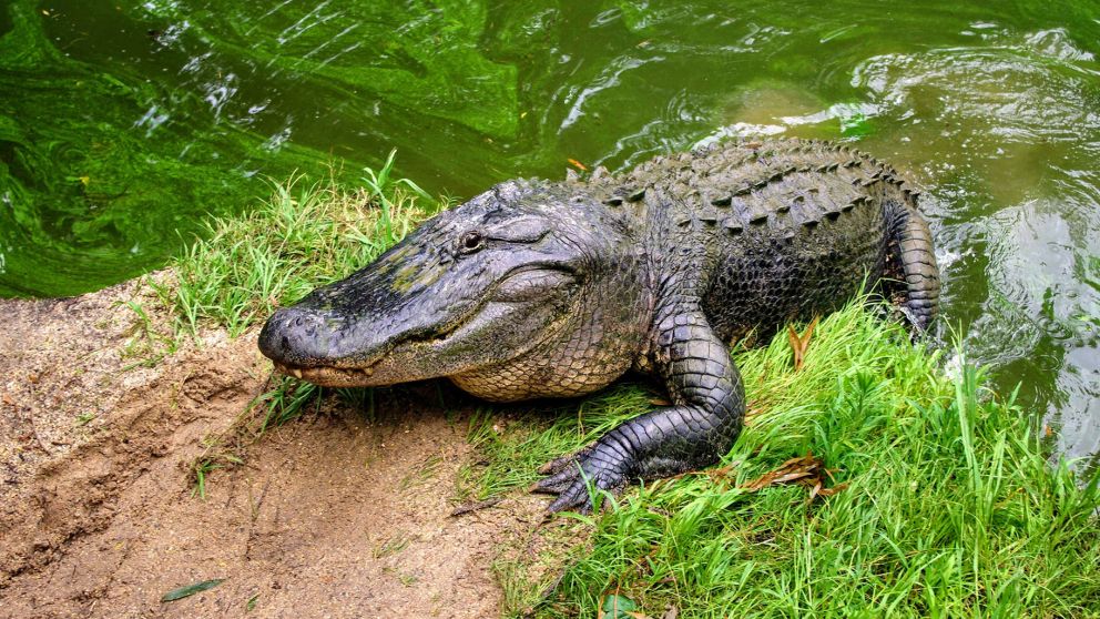 El alligator salió de su habitat para invadir la ciudad yanqui.