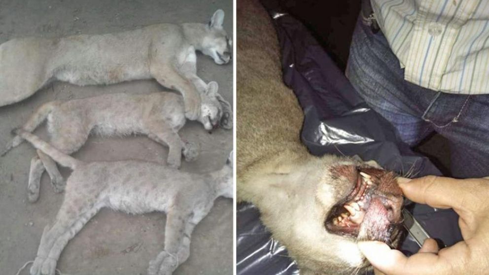 Las tres especies fueron cazadas con una escopeta calibre 14 (Gentileza El Liberal).