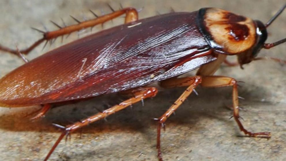El video de cucaracha causo risas y asombro.
