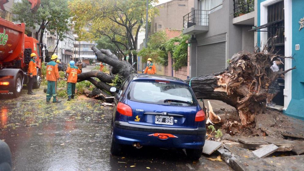 El árbol, además, le pasó muy cerca a un vehículo que estaba estacionado en Jufré (Nahuel Ventura/Crónica)