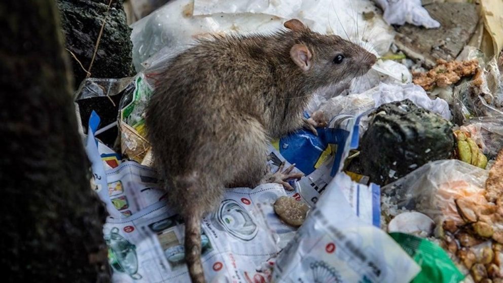 El Hantavirus se cobró dos nuevas víctimas. (Ilustrativa).