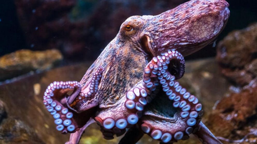 El octópodo sorprendió en las aguas de Italia.