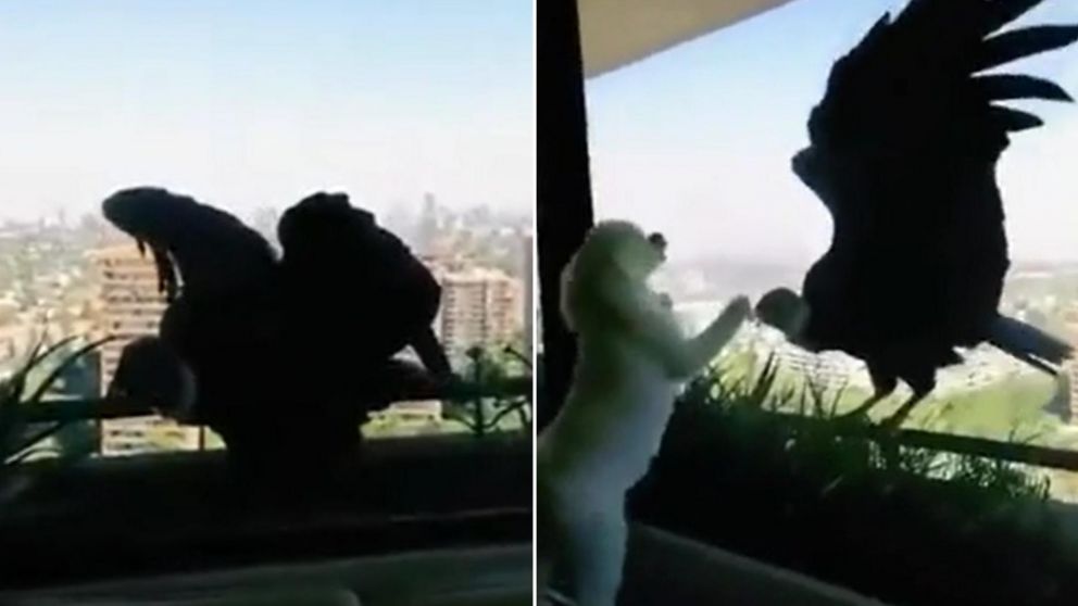 Uno de los cóndor intentaba romper el vidrio para capturar al caniche (Captura).