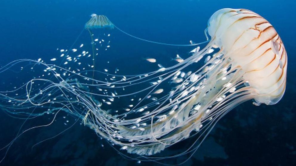 Italia vivió un espectáculo único (Imagen ilustrativa).