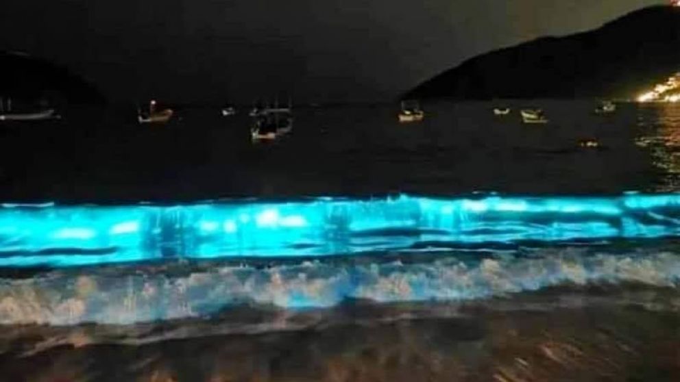 Este fenómeno natural es conocido como bioluminiscencia.