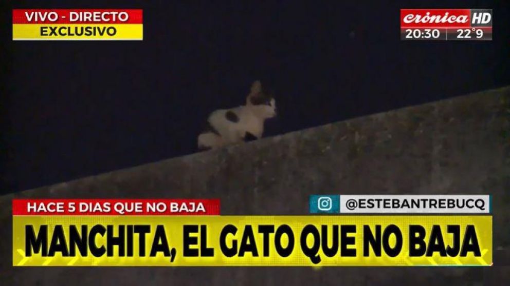 El gato en la azotea del edificio (Captura de Crónica HD).