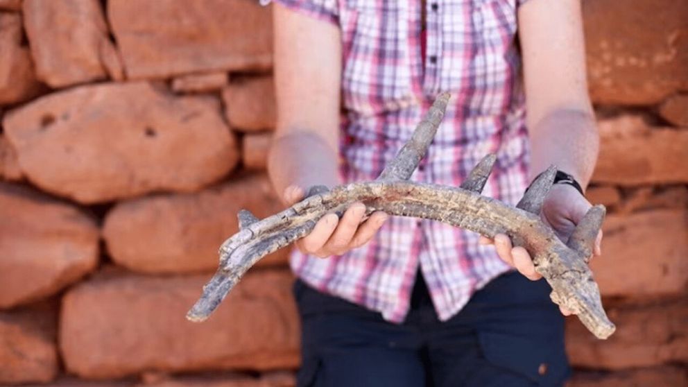 Los restos del dinosaurio fueron encontrados en Marruecos (X).
