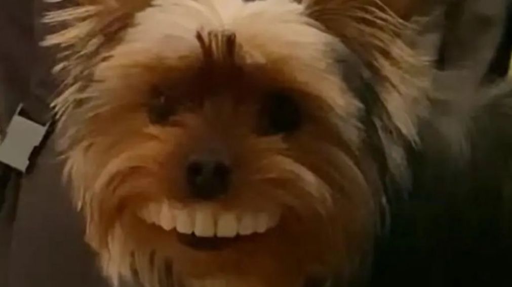 Thomas, el perro que protagoniz� la travesura registrada en el video que se volvi� viral. 