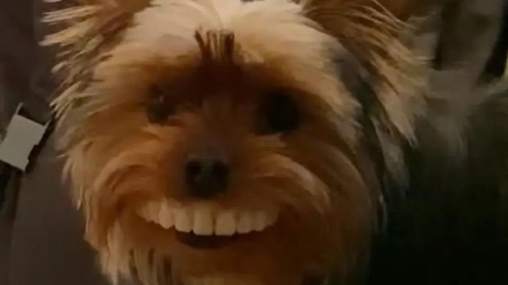 Thomas, el perro que protagonizó la travesura registrada en el video que se volvió viral.