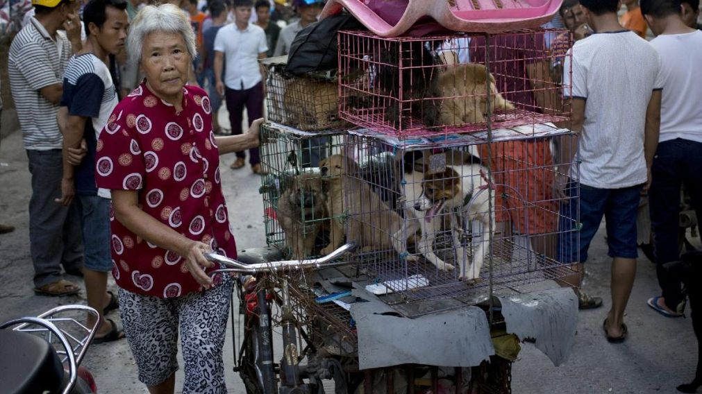 Los perros callejeros en China, podr�an ser el intermediario del Coronavirus.