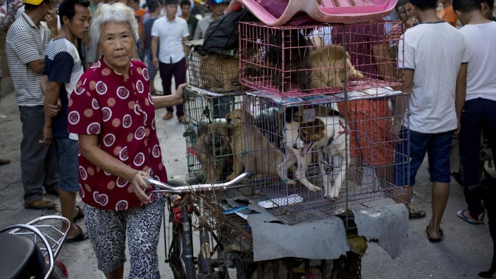 Los perros callejeros en China, podrían ser el intermediario del Coronavirus.
