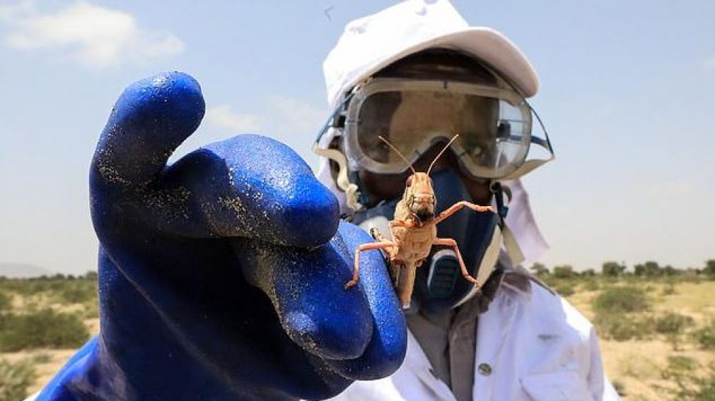 Personas corren riesgo de no poder comer por todo lo que destruyen las langostas.(Foto: EPA)