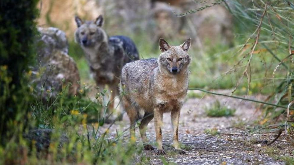 Decenas de chacales irrumpen en las calles de Israel (Foto: AFP)
