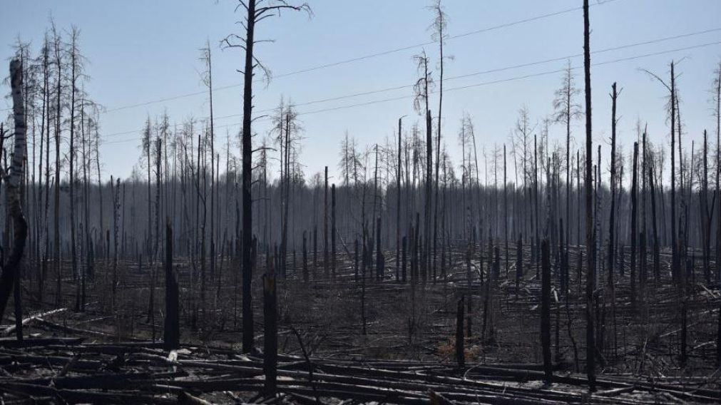 Antes que llegue a la zona de radiación, apagaron el incendio forestal en Chernobyl