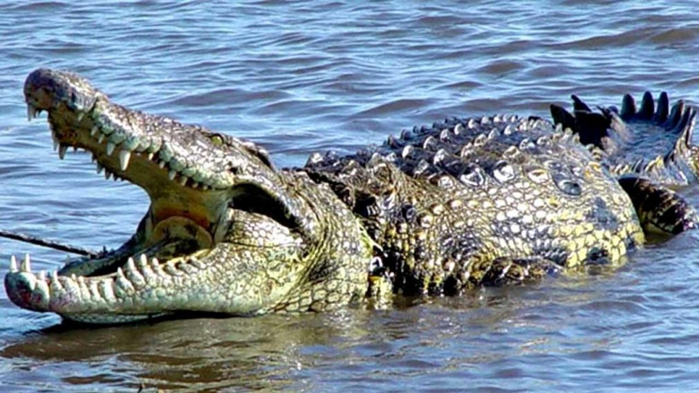 Los cocodrilos, ante el alejamiento de los humanos por el coronavirus, disfrutan del mar. (Imagen Ilustrativa).